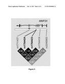 Signatures for Kidney Aging diagram and image