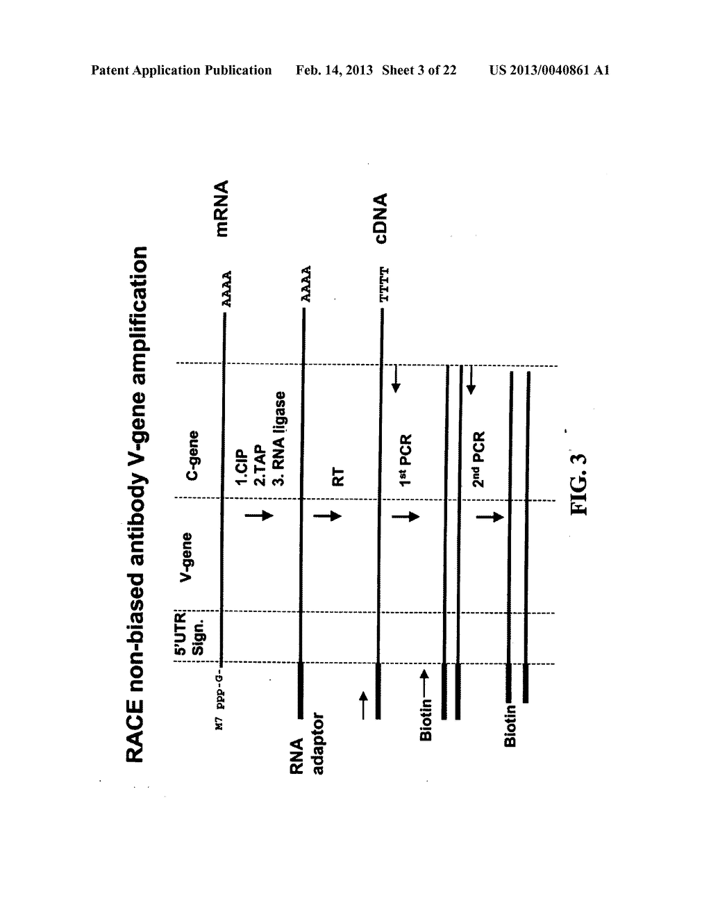 NOVEL METHODS OF CONSTRUCTING LIBRARIES COMPRISING DISPLAYED AND/OR     EXPRESSED MEMBERS OF A DIVERSE FAMILY OF PEPTIDES, POLYPEPTIDES OR     PROTEINS AND THE NOVEL LIBRARIES - diagram, schematic, and image 04