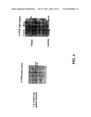 NOVEL METHODS OF CONSTRUCTING LIBRARIES COMPRISING DISPLAYED AND/OR     EXPRESSED MEMBERS OF A DIVERSE FAMILY OF PEPTIDES, POLYPEPTIDES OR     PROTEINS AND THE NOVEL LIBRARIES diagram and image