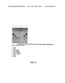 NOVEL METHODS OF CONSTRUCTING LIBRARIES COMPRISING DISPLAYED AND/OR     EXPRESSED MEMBERS OF A DIVERSE FAMILY OF PEPTIDES, POLYPEPTIDES OR     PROTEINS AND THE NOVEL LIBRARIES diagram and image