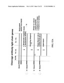 NOVEL METHODS OF CONSTRUCTING LIBRARIES COMPRISING DISPLAYED AND/OR     EXPRESSED MEMBERS OF A DIVERSE FAMILY OF PEPTIDES, POLYPEPTIDES OR     PROTEINS AND THE NOVEL LIBRARIES diagram and image