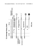 NOVEL METHODS OF CONSTRUCTING LIBRARIES COMPRISING DISPLAYED AND/OR     EXPRESSED MEMBERS OF A DIVERSE FAMILY OF PEPTIDES, POLYPEPTIDES OR     PROTEINS AND THE NOVEL LIBRARIES diagram and image