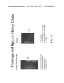 NOVEL METHODS OF CONSTRUCTING LIBRARIES COMPRISING DISPLAYED AND/OR     EXPRESSED MEMBERS OF A DIVERSE FAMILY OF PEPTIDES, POLYPEPTIDES OR     PROTEINS AND THE NOVEL LIBRARIES diagram and image