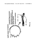 NOVEL METHODS OF CONSTRUCTING LIBRARIES COMPRISING DISPLAYED AND/OR     EXPRESSED MEMBERS OF A DIVERSE FAMILY OF PEPTIDES, POLYPEPTIDES OR     PROTEINS AND THE NOVEL LIBRARIES diagram and image