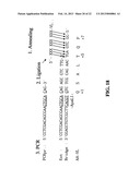 NOVEL METHODS OF CONSTRUCTING LIBRARIES COMPRISING DISPLAYED AND/OR     EXPRESSED MEMBERS OF A DIVERSE FAMILY OF PEPTIDES, POLYPEPTIDES OR     PROTEINS AND THE NOVEL LIBRARIES diagram and image