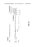 NOVEL METHODS OF CONSTRUCTING LIBRARIES COMPRISING DISPLAYED AND/OR     EXPRESSED MEMBERS OF A DIVERSE FAMILY OF PEPTIDES, POLYPEPTIDES OR     PROTEINS AND THE NOVEL LIBRARIES diagram and image