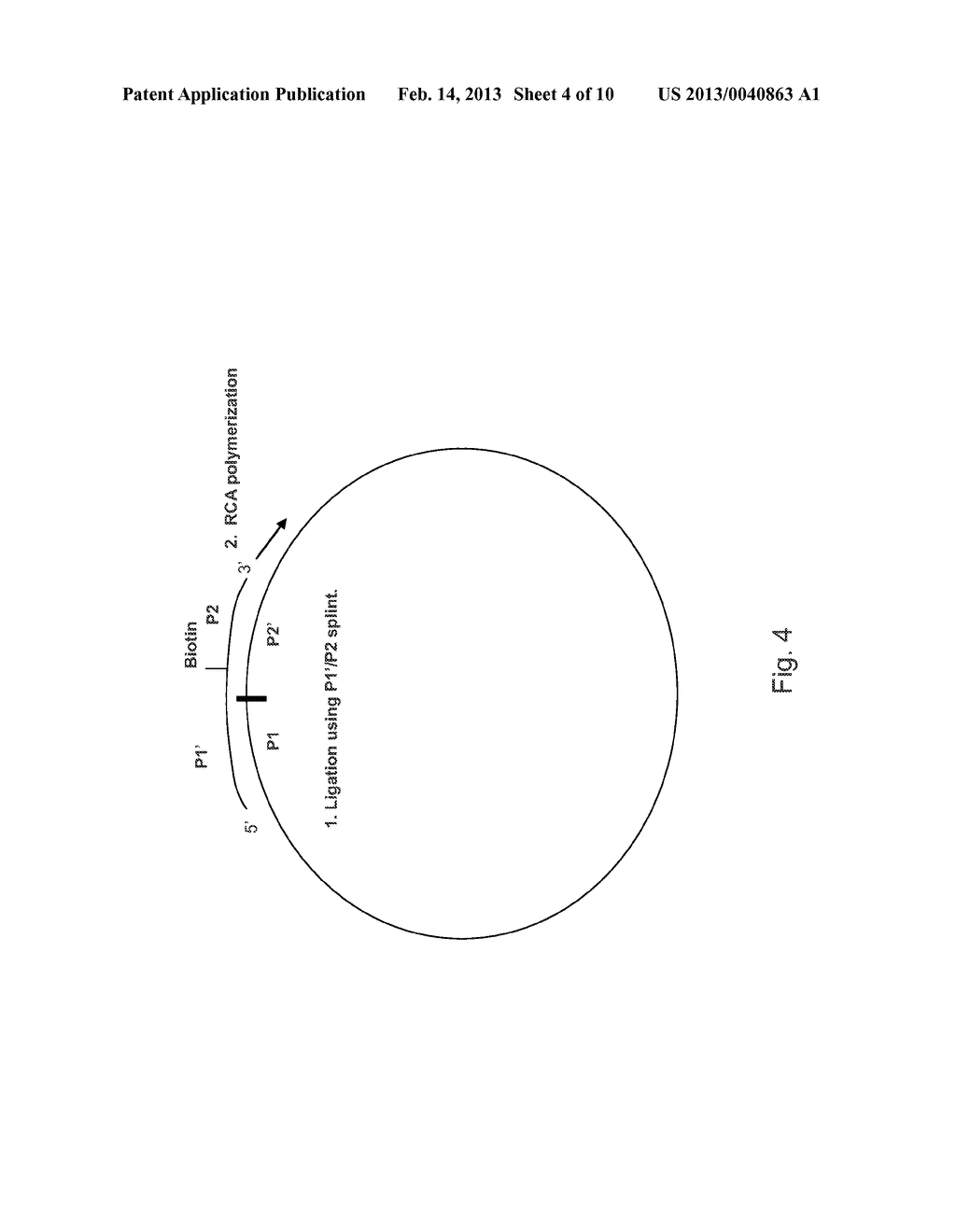 SOLID-PHASE CLONAL AMPLIFICATION AND RELATED METHODS - diagram, schematic, and image 05