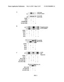 INHIBITION OR ACTIVATION OF SERINE/THREONINE ULK3 KINASE ACTIVITY diagram and image