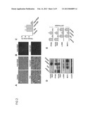 Use of PEDF-Derived Polypeptides for Treating Liver Cirrhosis diagram and image