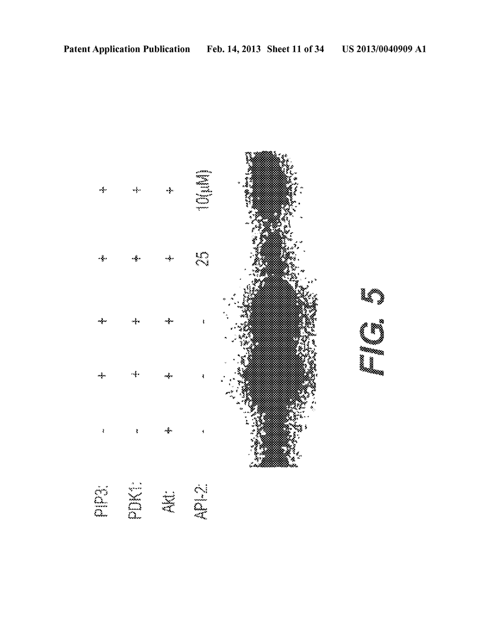 COMPOSITIONS INCLUDING TRICIRIBINE AND ONE OR MORE PLATINUM COMPOUNDS AND     METHODS OF USE THEREOF - diagram, schematic, and image 12