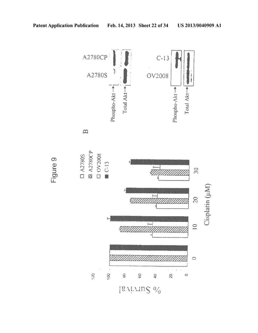 COMPOSITIONS INCLUDING TRICIRIBINE AND ONE OR MORE PLATINUM COMPOUNDS AND     METHODS OF USE THEREOF - diagram, schematic, and image 23