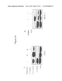 COMPOSITIONS INCLUDING TRICIRIBINE AND ONE OR MORE PLATINUM COMPOUNDS AND     METHODS OF USE THEREOF diagram and image