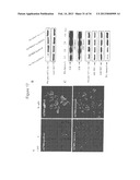 COMPOSITIONS INCLUDING TRICIRIBINE AND ONE OR MORE PLATINUM COMPOUNDS AND     METHODS OF USE THEREOF diagram and image