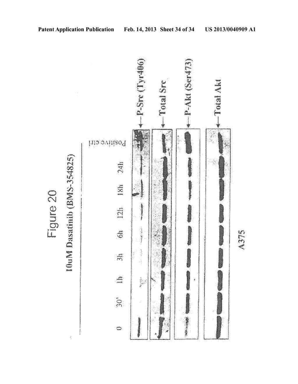 COMPOSITIONS INCLUDING TRICIRIBINE AND ONE OR MORE PLATINUM COMPOUNDS AND     METHODS OF USE THEREOF - diagram, schematic, and image 35