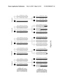 SIRNA-BASED THERAPY OF FIBRODYPLASIA OSSIFICANS PROGRESSIVA (FOP) diagram and image