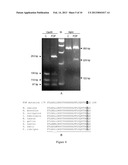 SIRNA-BASED THERAPY OF FIBRODYPLASIA OSSIFICANS PROGRESSIVA (FOP) diagram and image