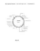 FATTY ACID DESATURASES FROM PRIMULA diagram and image