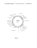 FATTY ACID DESATURASES FROM PRIMULA diagram and image