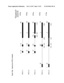 ANTIBODIES THAT BIND TO PSCA PROTEINS FOR DIAGNOSIS OF CANCER diagram and image