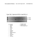 ANTIBODIES THAT BIND TO PSCA PROTEINS FOR DIAGNOSIS OF CANCER diagram and image