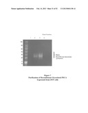 ANTIBODIES THAT BIND TO PSCA PROTEINS FOR DIAGNOSIS OF CANCER diagram and image