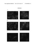 METHODS AND COMPOSITIONS FOR ENHANCED IMMUNOLOGICAL THERAPY AND TARGETING     OF GRAM-POSITIVE BACTERIA diagram and image