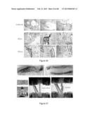 Glycosaminoglycans diagram and image