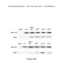 Glycosaminoglycans diagram and image