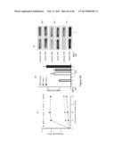 Glycosaminoglycans diagram and image