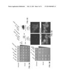 YEAST CELLS EXPRESSING AMYLOID BETA AND USES THEREFOR diagram and image