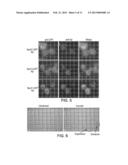 YEAST CELLS EXPRESSING AMYLOID BETA AND USES THEREFOR diagram and image