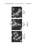 YEAST CELLS EXPRESSING AMYLOID BETA AND USES THEREFOR diagram and image