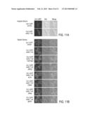 YEAST CELLS EXPRESSING AMYLOID BETA AND USES THEREFOR diagram and image