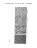 ANTIBODY AGAINST MUCIN 1 (MUC1) PROTEIN AND USE OF SAME diagram and image