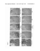 ANTIBODY AGAINST MUCIN 1 (MUC1) PROTEIN AND USE OF SAME diagram and image