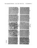 ANTIBODY AGAINST MUCIN 1 (MUC1) PROTEIN AND USE OF SAME diagram and image