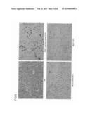 ANTIBODY AGAINST MUCIN 1 (MUC1) PROTEIN AND USE OF SAME diagram and image