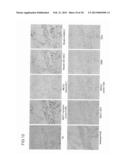 ANTIBODY AGAINST MUCIN 1 (MUC1) PROTEIN AND USE OF SAME diagram and image