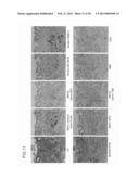 ANTIBODY AGAINST MUCIN 1 (MUC1) PROTEIN AND USE OF SAME diagram and image