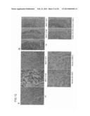 ANTIBODY AGAINST MUCIN 1 (MUC1) PROTEIN AND USE OF SAME diagram and image