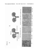 ANTIBODY AGAINST MUCIN 1 (MUC1) PROTEIN AND USE OF SAME diagram and image