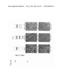 ANTIBODY AGAINST MUCIN 1 (MUC1) PROTEIN AND USE OF SAME diagram and image