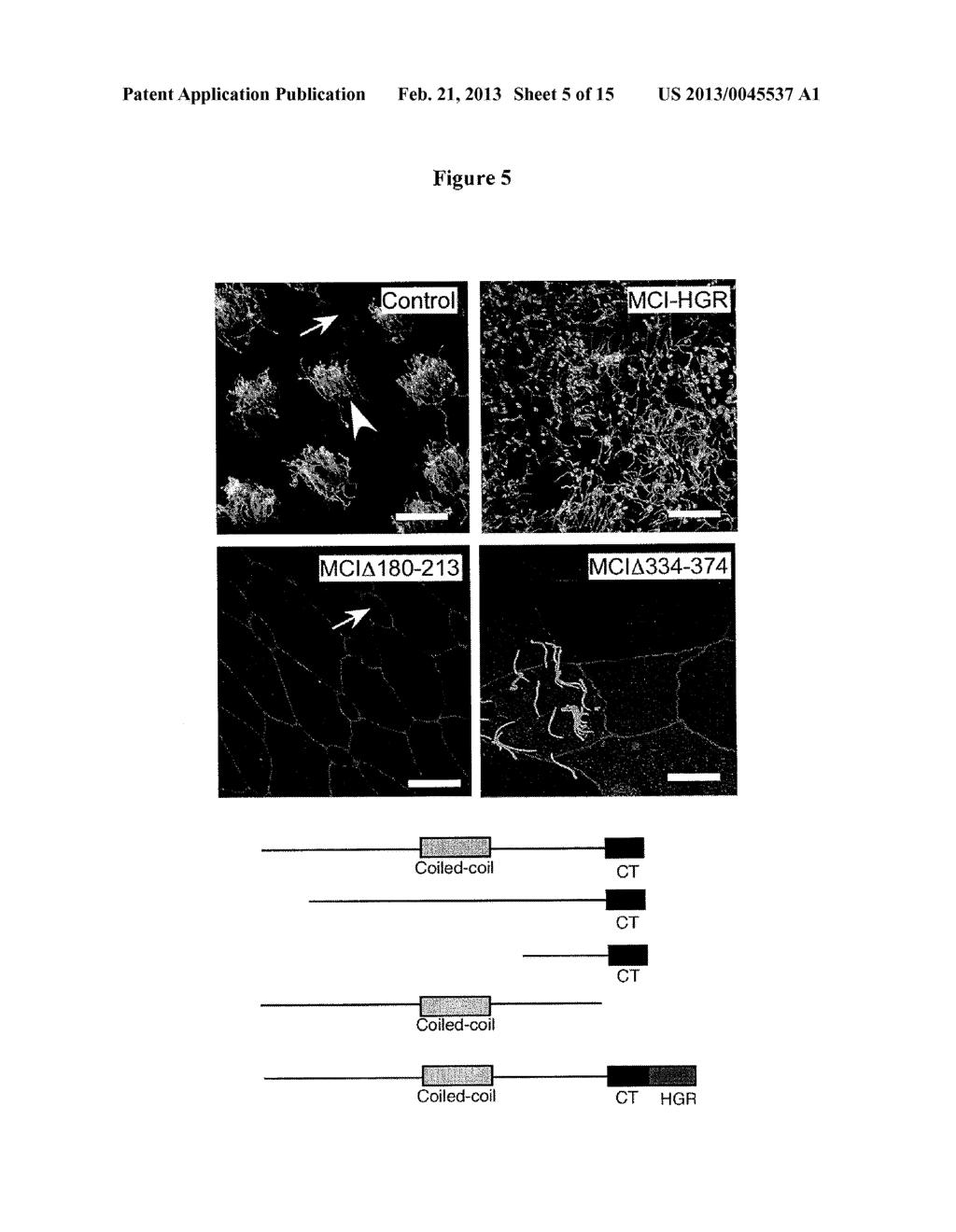 METHODS AND COMPOSITIONS RELATING TO MULTICILIATE CELL DIFFERENTIATION - diagram, schematic, and image 06