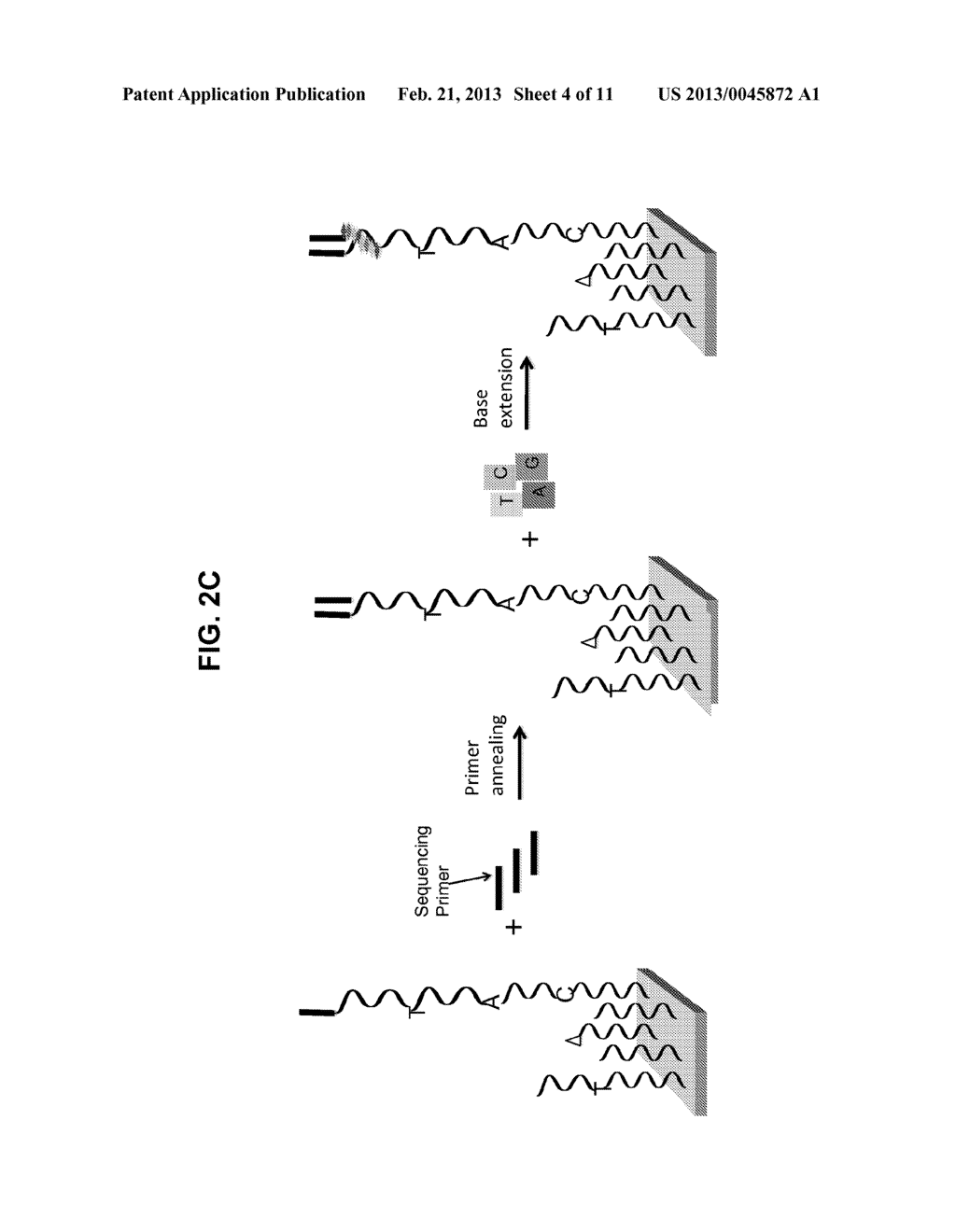 METHODS OF TARGETED SEQUENCING - diagram, schematic, and image 05