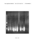 MATERIALS AND METHODS FOR PROFILING MICRORNAS diagram and image