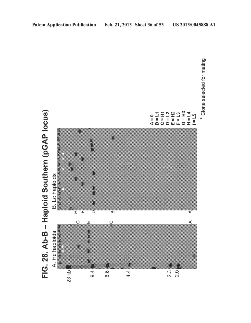 MULTI-COPY STRATEGY FOR HIGH-TITER AND HIGH-PURITY PRODUCTION OF     MULTI-SUBUNIT PROTEINS SUCH AS ANTIBODIES IN TRANSFORMED MICROBES SUCH AS     PICHIA PASTORIS - diagram, schematic, and image 37