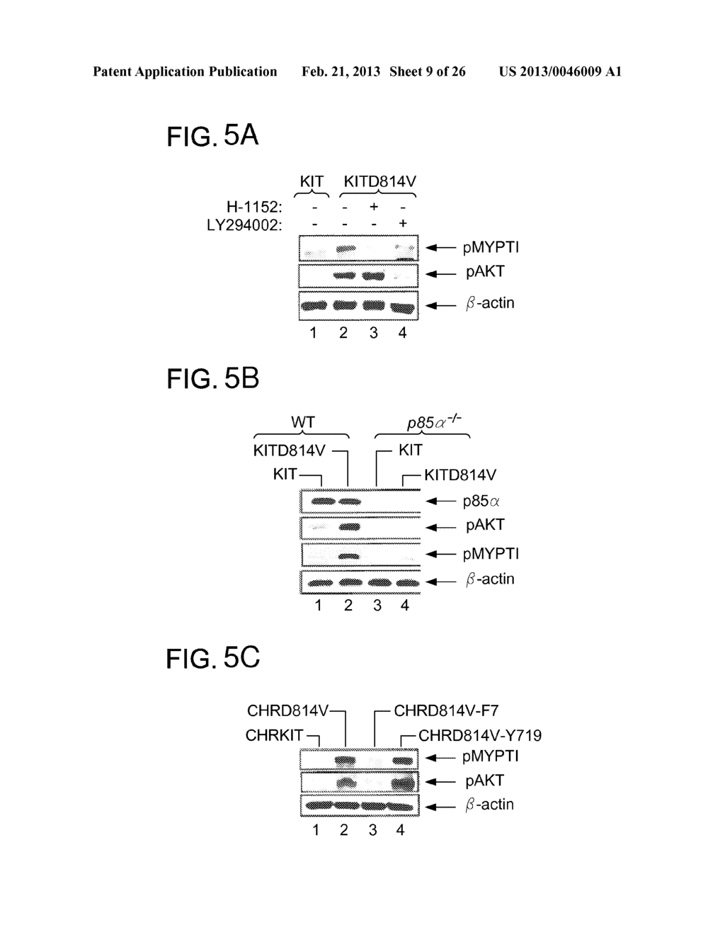 RHO KINASE INHIBITORS FOR TREATMENT OF MASTOCYTOSIS AND ACUTE MYELOID     LEUKEMIA - diagram, schematic, and image 10