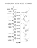 OLIGONUCLEOTIDE LIGATION diagram and image