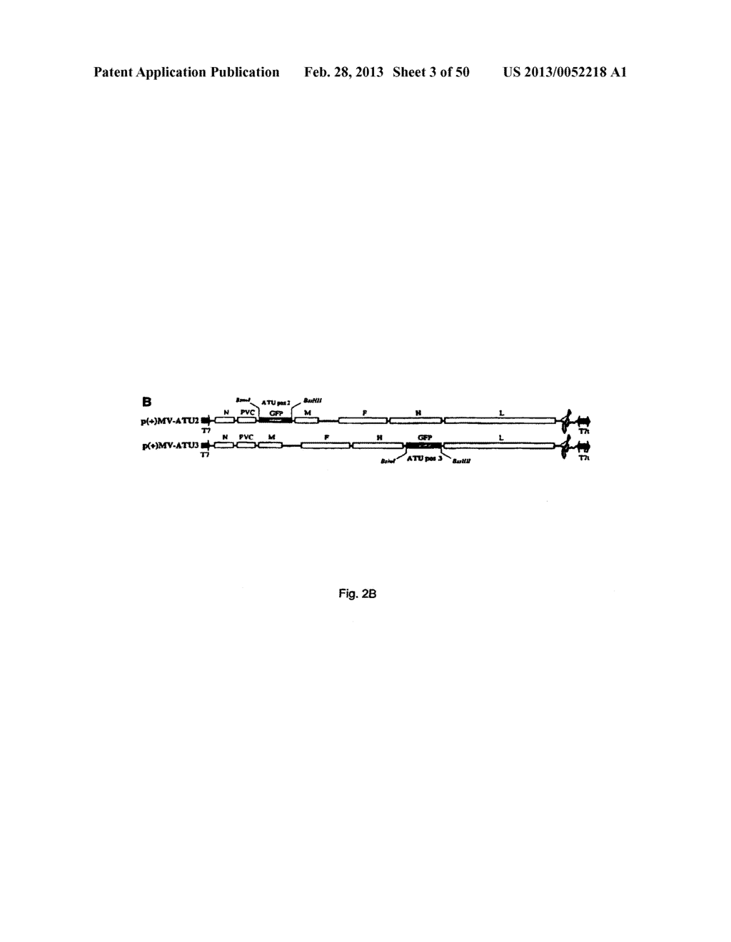 RECOMBINANT MEASLES VIRUSES EXPRESSING EPITOPES OF ANTIGENS OF RNA VIRUSES     - USE FOR THE PREPARATION OF VACCINE COMPOSITIONS - diagram, schematic, and image 04