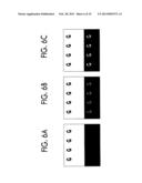 COMPOUND, CHARGE TRANSPORTING FILM, PHOTOELECTRIC CONVERSION DEVICE, AND     ELECTROPHOTOGRAPHIC PHOTORECEPTOR USING THE COMPOUND, METHOD OF PRODUCING     ELECTROPHOTOGRAPHIC PHOTORECEPTOR, PROCESS CARTRIDGE, AND IMAGE FORMING     APPARATUS diagram and image